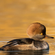 Illustration for article titled Wednesday Afternoon Open Thread - Hooded Merganser